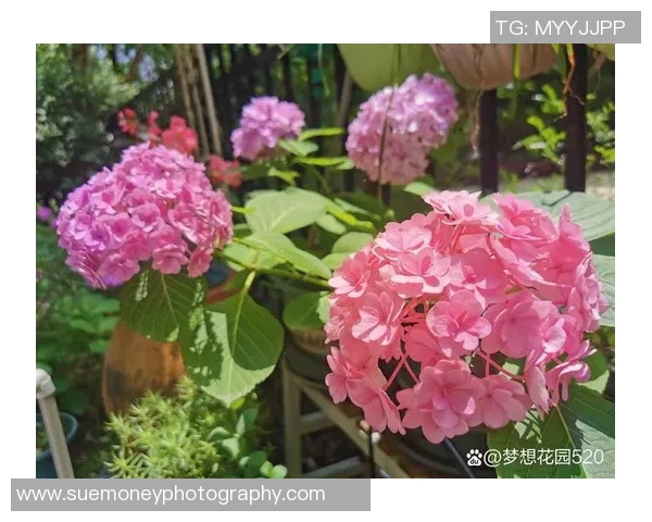 花卉种植技巧与经验分享，打造四季常绿的美丽花园秘诀